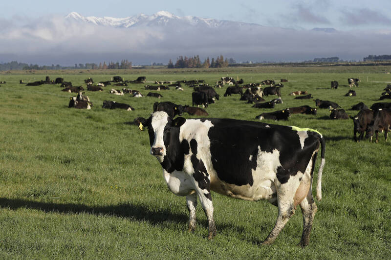 纽西兰政府11日提出针对畜牧业排放温室效应气体的课税方案，要求畜牧业者，为其饲养牛、羊打嗝排放的甲烷和尿液产生的一氧化二氮缴税。（美联社）(photo:LTN)