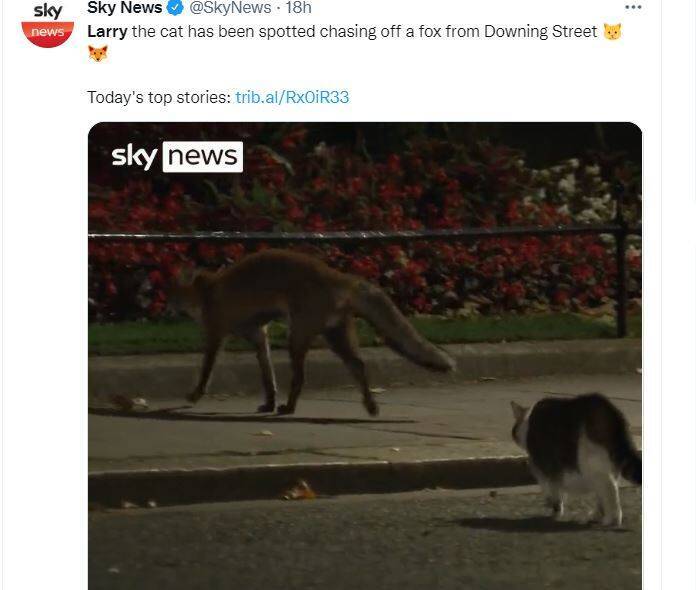 英国「首席捕鼠大臣」赖瑞（右）驱赶入侵的狐狸。（图取自推特）(photo:LTN)