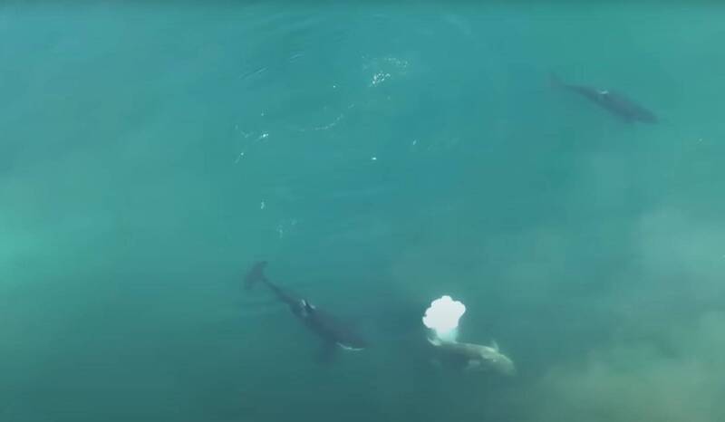 近日科学家首度捕捉到虎鲸攻击大白鲨的影片。（图撷自Youtube）(photo:LTN)