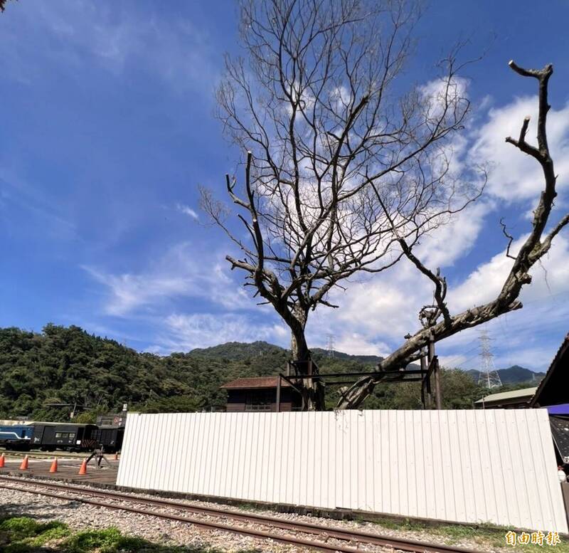 日月潭風景區水里鄉車埕鐵道旁的百年老榕樹枝葉光秃，呈現奄奄一息之勢。（記者謝介裕攝）