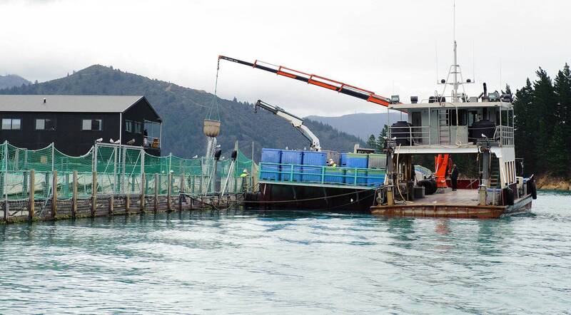 紐西蘭馬爾堡峽灣地區去年因海水溫度變化,導致多個鮭魚養殖場魚群死亡。(彭博) 紐西蘭馬爾堡峽灣地區去年因海水溫度變化,導致多個鮭魚養殖場魚群死亡。(彭博)