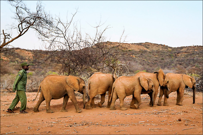 根据世界自然基金会十三日公布的最新评估报告，自一九七○至二○一八年监测的野生动物物种，数量已大幅减少达六十九％。图为十月在肯亚亚桑布鲁（Samburu）热特提（Reteti）的大象保护区，管理员正照顾几只与母象分离沦为孤儿的小象。（欧新社）(photo:LTN)
