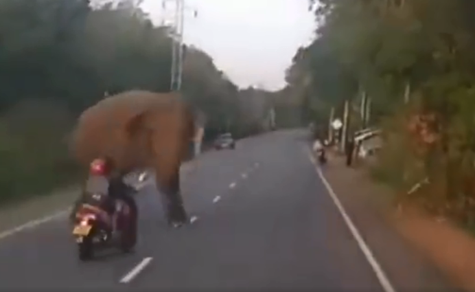 印度森林服务局官员「Susanta Nanda」在推特分享大象与机车骑士差点相撞的影片。（图撷取自推特）(photo:LTN)