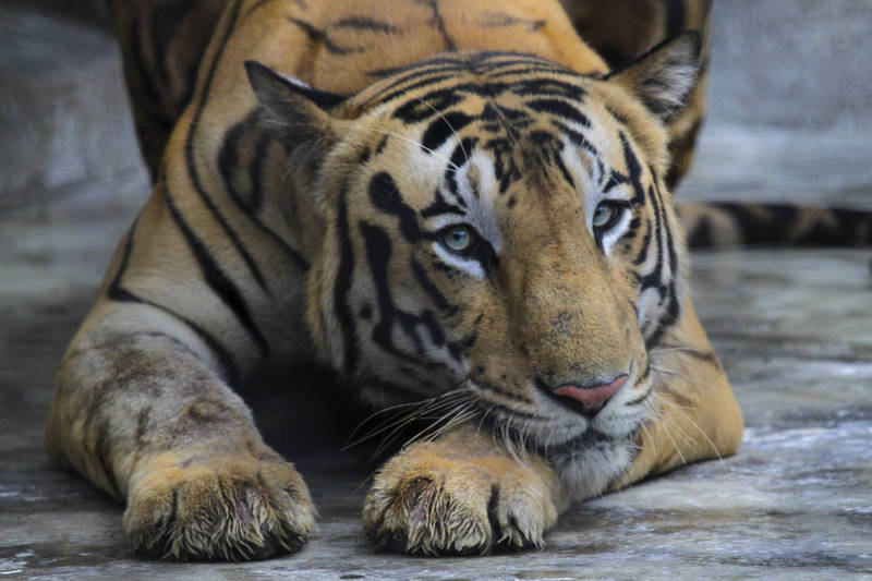 印度当局宣布，昨天（13日）捕获造成13人死亡的野生公虎，目前正在商议要野放或圈养。（美联社资料照）(photo:LTN)