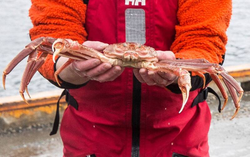 美国阿拉斯加白令海的松叶蟹数量锐减，专家认为，与全球暖化有关。（路透）(photo:LTN)