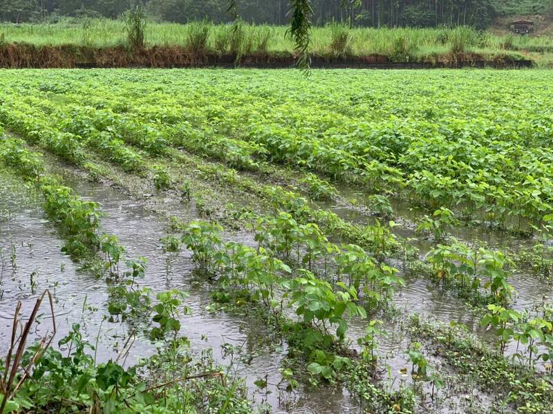 連日降雨農田淹水，花蓮光復大豆田泡水已陸續傳出農損。（圖由花蓮縣府提供）