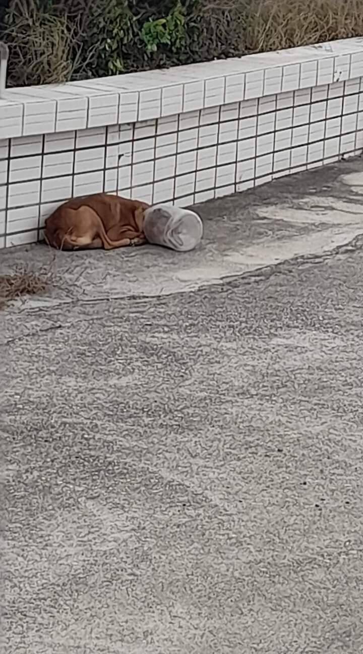 Penghu Water Bucket Man Langlang Reappears, Penghu Livestock Disease