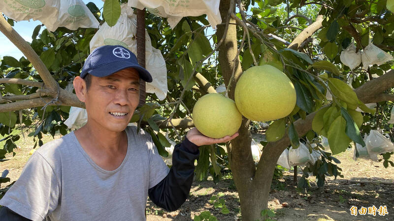 台南麻豆白柚產季登場。（記者楊金城攝）