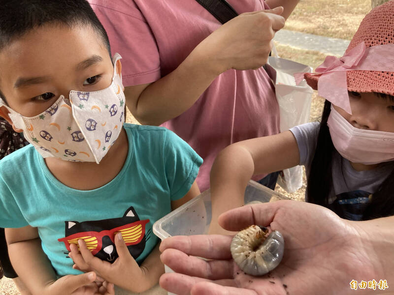 小朋友瞅著獨角仙幼蟲。（記者顏宏駿攝）