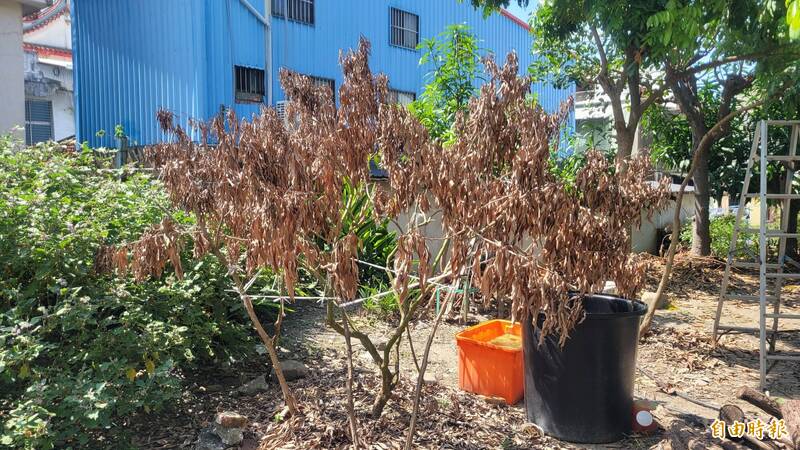 兇嫌住所後方果園遭鍾男大舅子噴灑農藥。（記者陳彥廷攝）