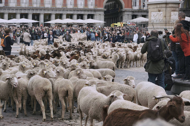 今年西班牙迁徙放牧节（Fiesta de la Trashumancia），上千只羊群第一次「改道」行经马德里游客最多的主广场（Plaza Mayor），景象壮观。（中央社）(photo:LTN)