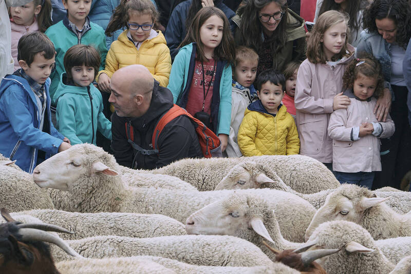 迁徙放牧节」是马德里大人、小孩最爱的节日，许多家长带着小朋友来看羊、摸羊，体验与动物的近距离接触。（中央社）(photo:LTN)