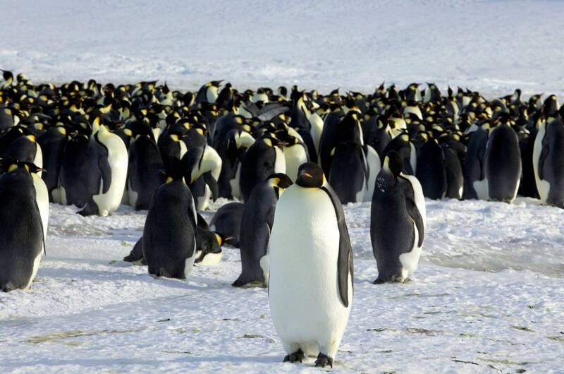 美国联邦机构指出，南极的皇帝企鹅受到气候变迁影响，无法顺利完成繁殖週期，未来恐将面临灭绝风险。（路透）(photo:LTN)