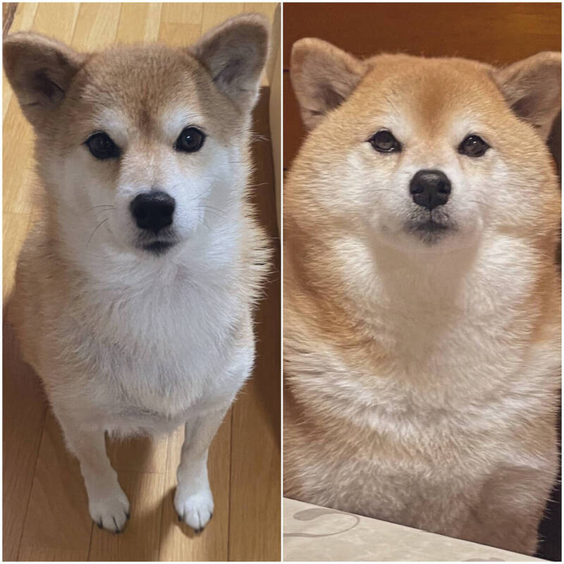 柴柴冬天一到 圓一圈 飼主曝神奇點 體重一樣 生活 自由時報電子報