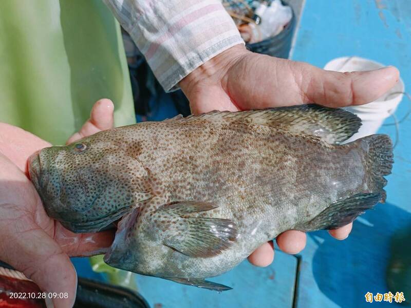 夢幻魚種 澎湖養殖紅瓜石斑成功1公斤售價00元 生活 自由時報電子報