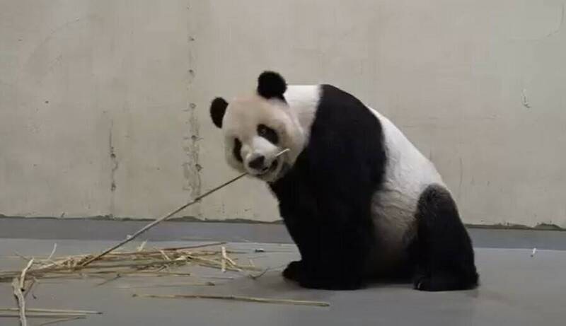 大貓熊團團目前病況不佳。（北市動物園提供）