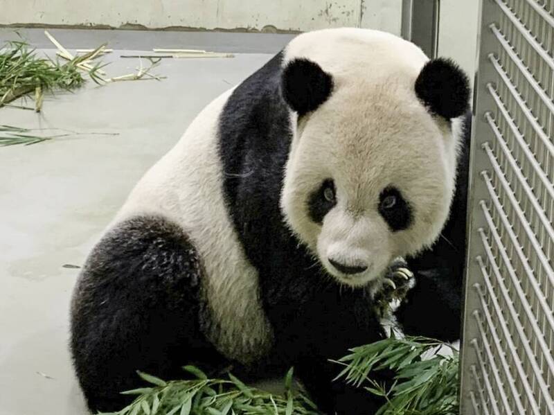 台北市立动物园大猫熊「团团」病情不乐观，中国专家来台探视。（动物园提供）(photo:LTN)