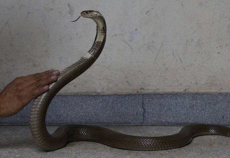 男子被自己养了5年的眼镜蛇咬死，令人不胜唏嘘。（欧新社）(photo:LTN)