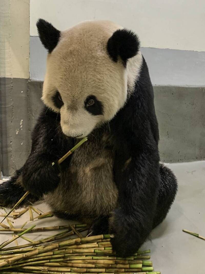 台北市立動物園大貓熊「團團」生病，病程發展快速，動物園與中國專家近日會見討論相關後續照管。（圖由動物園提供）