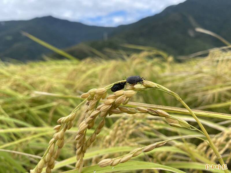 縱谷地區的二期稻作進入收割期，農友憂心黑椿象蟲害造成血本無歸。（記者陳賢義攝）