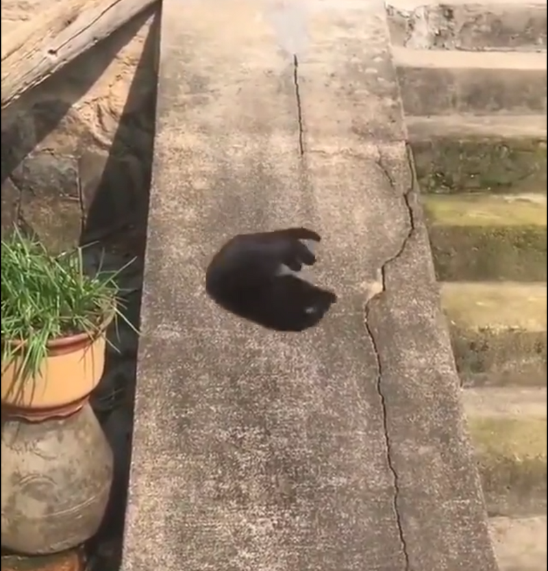 天生愛玩滑梯?  貓咪意猶未盡「一趟不夠再一趟」