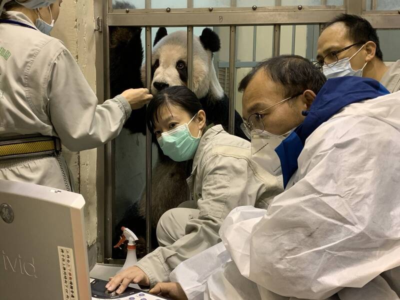 台北市立動物園大貓熊「團團」病況不穩，中國大熊貓保護研究中心專家為團團進行治療與照顧。（台北市立動物園提供）