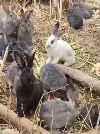中国河北一名男子今年4月捡了3只兔子回家，没想到7个月后竟繁殖出近百只，因为实在太多只了，便决定卖出去。（撷取自微博）(photo:LTN)