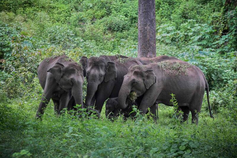 印度東部奧里薩省（Odisha）一座村莊出現盜酒事件，有人發現附近叢林裏多達24隻大象疑因醉酒而酣然大睡。圖為大象示意圖。（法新社）