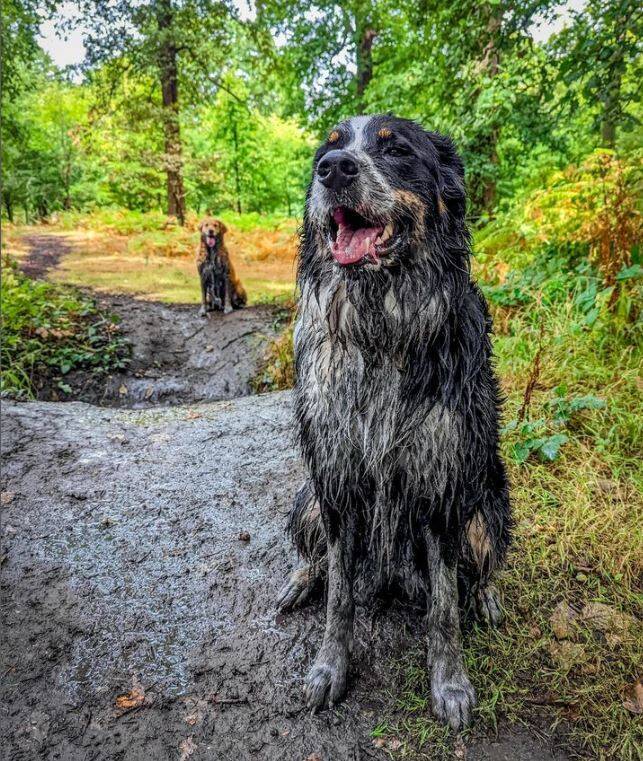 黃金獵犬巴迪和邊境牧羊犬帕比獲得最髒狗狗亞軍，兩隻狗也像是在泥巴打滾過。（圖擷取自IG@golden.budstar）