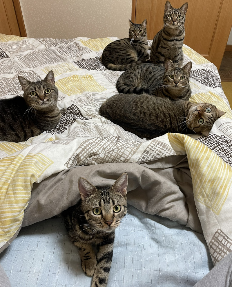 有日本網友PO文感嘆，又到了身為貓奴的自己沒位可睡的季節。（圖擷取自@tomeji1106推特）