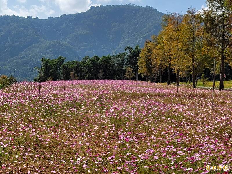 埔里鎮溪南國小後方土地入冬後出現大波斯菊花海。（記者佟振國攝）