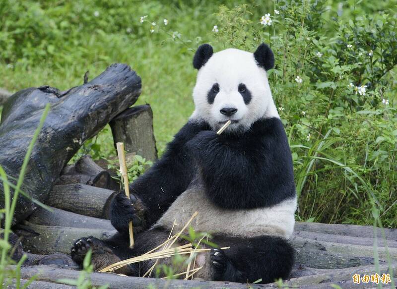 台北市立動物園大貓熊「團團」在今（19）日下午離世，台北市長柯文哲在臉書表示，謝謝團團陪著許多台灣人成長。（資料照）