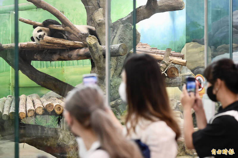 台北市立動物園19日下午在臨時記者會中，證實大貓熊「團團」離世的消息，貓熊館內前來參觀的民眾依然絡繹不絕。（記者叢昌瑾攝）