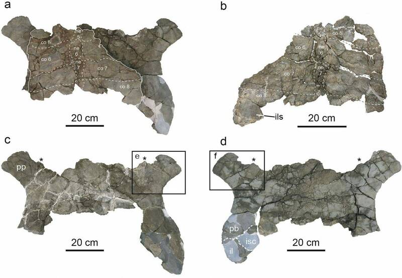跟汽車一樣大！ 西班牙出土恐龍時代海龜化石世界第二大