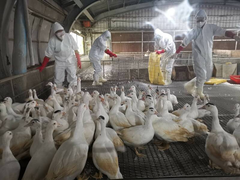 宜县五结乡一家种鸭场被验出国内家禽首例H5N1禽流感，防疫所人员销毁5010只种鸭。（记者江志雄翻摄）(photo:LTN)