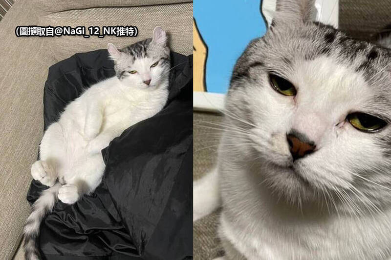 貓皇總是一副「愛睏瞇瞇眼」 獸醫揭病因讓飼主傻眼