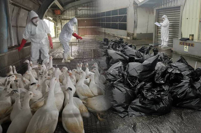 宜县五结乡一家种鸭场被验出国内家禽首例H5N1禽流感，防疫所人员销毁5010只种鸭。（记者江志雄翻摄；本报合成）(photo:LTN)