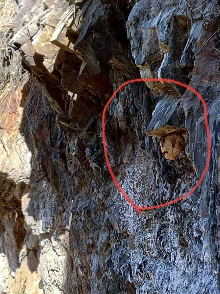 玉山八通關園區一處山壁驚見虎頭蜂巢，山友將峰巢照片PO上網路社群提醒大家小心安全。（圖擷取自登山借問站臉書）