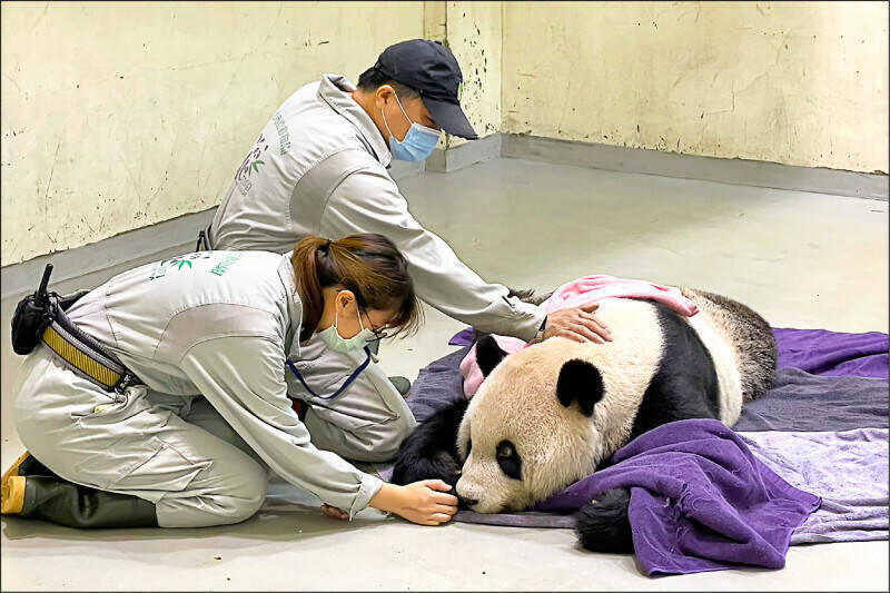 動物明星大貓熊「團團」日前離世。（北市動物園提供）

