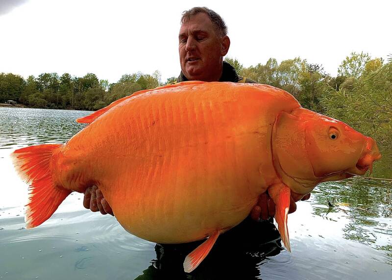 他意外釣到逾30公斤「巨無霸金魚」 有望破金氏紀錄！