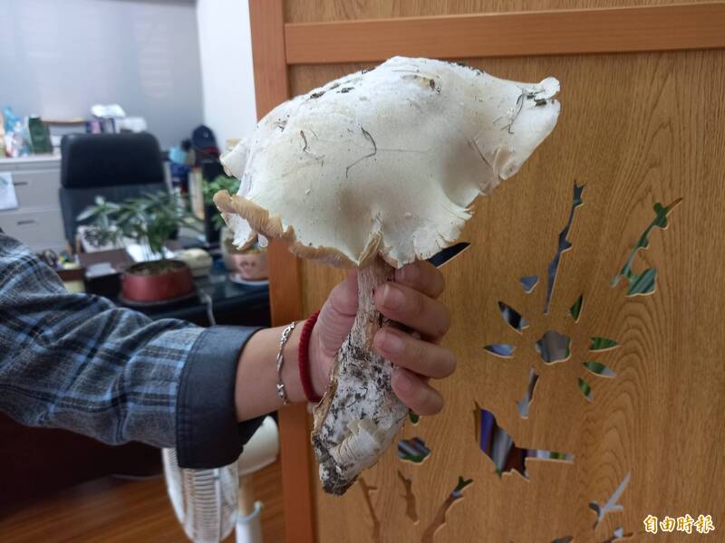 宜蘭南澳發現野生「巨人菇」 菇柄比成年男性手臂還粗