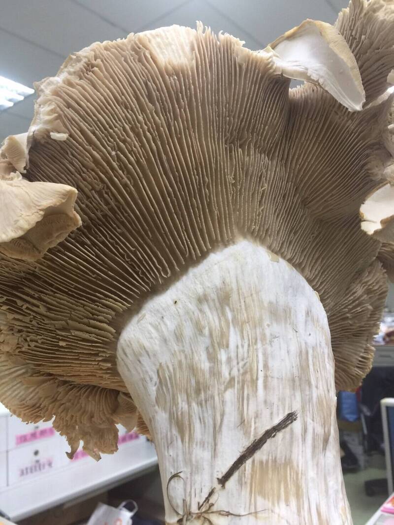 宜蘭南澳發現野生「巨人菇」 菇柄比成年男性手臂還粗