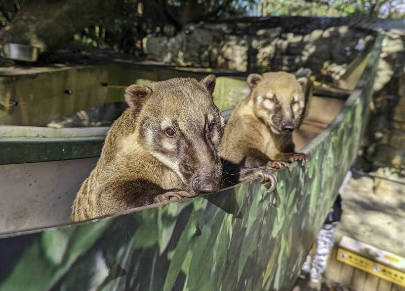 長鼻浣熊在戶外樹屋上曬太陽。（台北市立動物園提供）