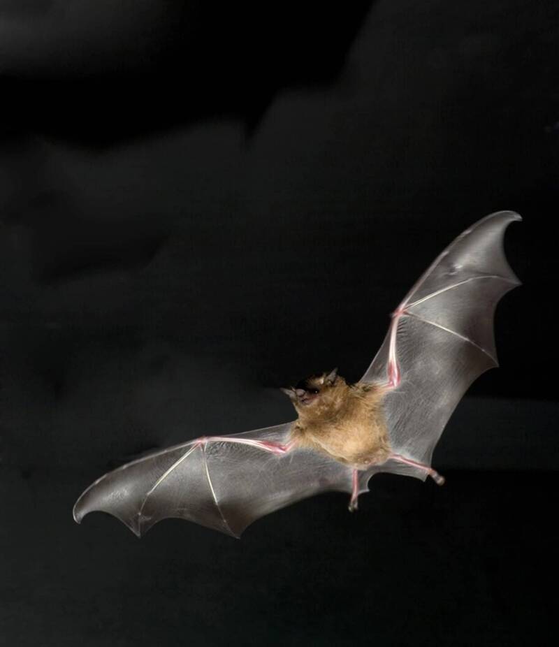 科学家发现，中国蝙蝠体内潜伏「类武肺病毒」，可能传染人类。示意图。（法新社资料照）(photo:LTN)
