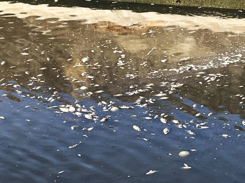 嘉義縣鴨母寮大排朴子牛挑灣段，最近出現不少死魚。（記者林宜樟翻攝）