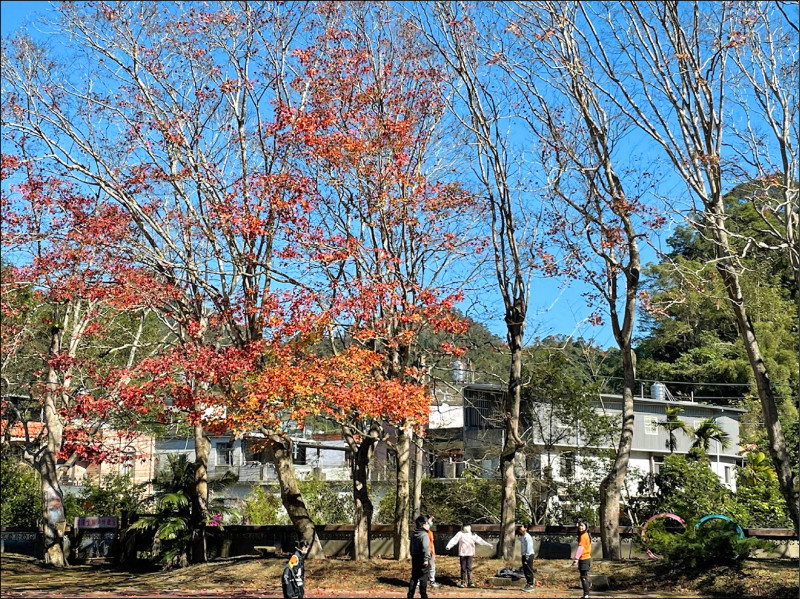 關西鎮錦山國小校內十一棵老槭樹，是客家「鐵血詩人」吳濁流在八十多年前親手種植。（錦山國小提供）