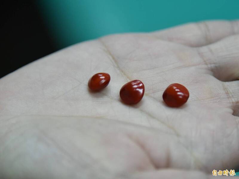 「小實孔雀豆」的果實大約像人的小指指甲那麼大