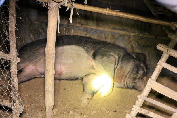泰国一名独居老人养野猪当宠物，某日突遭野猪攻击，导致男子身亡。（图翻摄自每日星报）(photo:LTN)