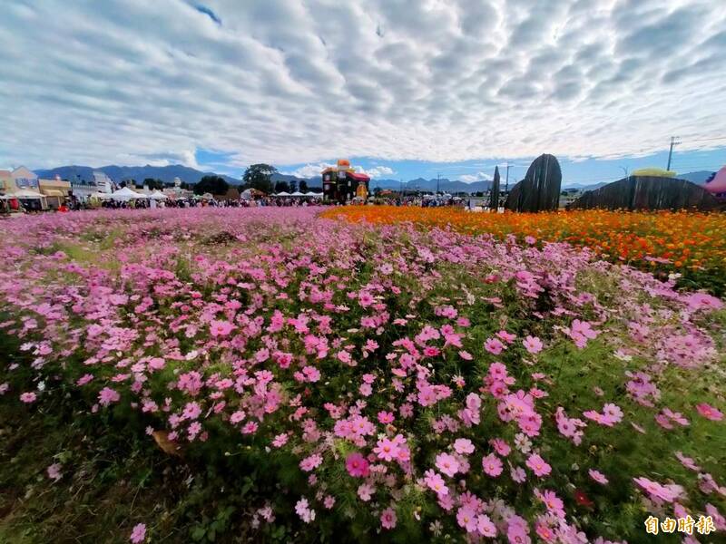 台中國際花毯節花海與藍天白雲相輝映。（記者張軒哲攝）