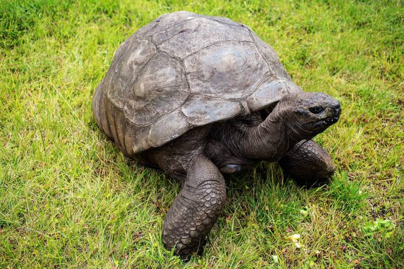 全球最長壽烏龜 將迎來190歲生日